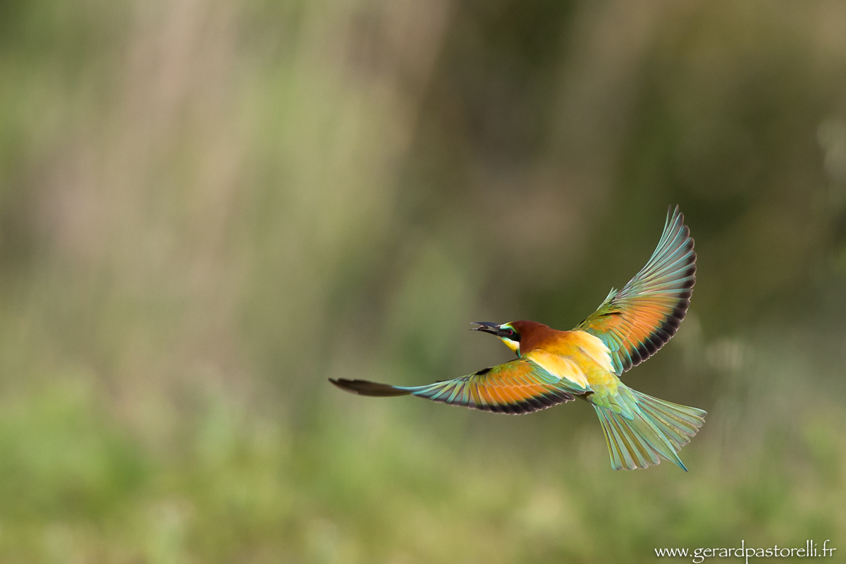 Bee Eater